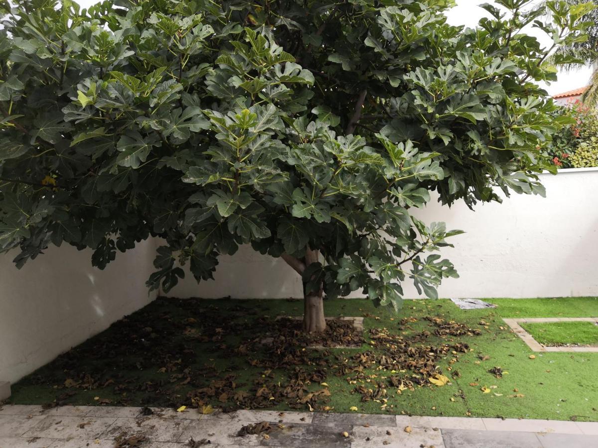 Spacieux, Top Lit, Hote Reactif, Proche Montagne Mer, Lumineux, Bien Equipe, Agreable, Chambre, Micro Maison Et Maison, Bien Regarder Perpignan Exterior foto